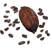 Fèves de Cacao